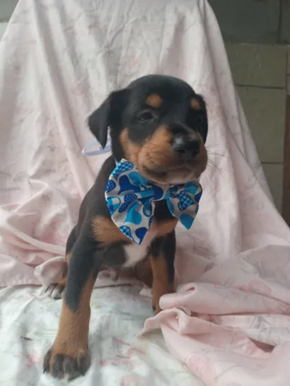Cachorro raça SRD-ViraLata idade 2 a 6 meses nome Martin