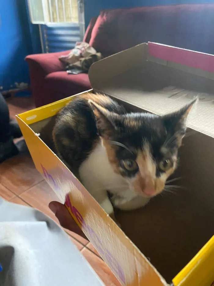 Gato raça SRD-ViraLata idade Abaixo de 2 meses nome Safira