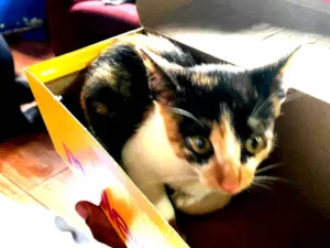 Gato raça SRD-ViraLata idade Abaixo de 2 meses nome Safira