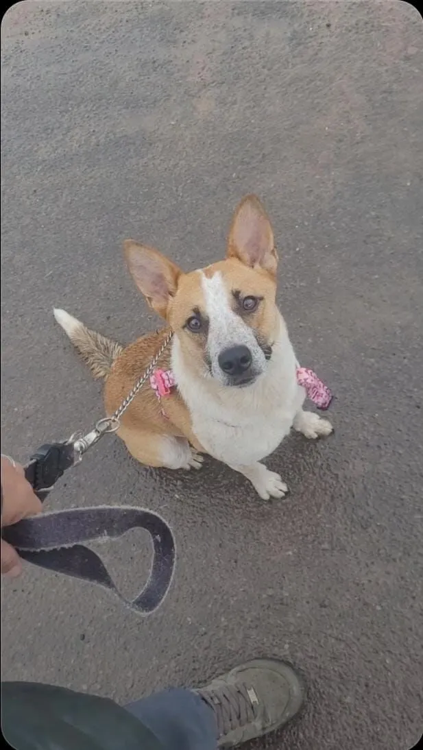 Cachorro raça SRD-ViraLata idade 1 ano nome Branquinha 