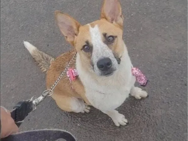 Cachorro raça SRD-ViraLata idade 1 ano nome Branquinha 