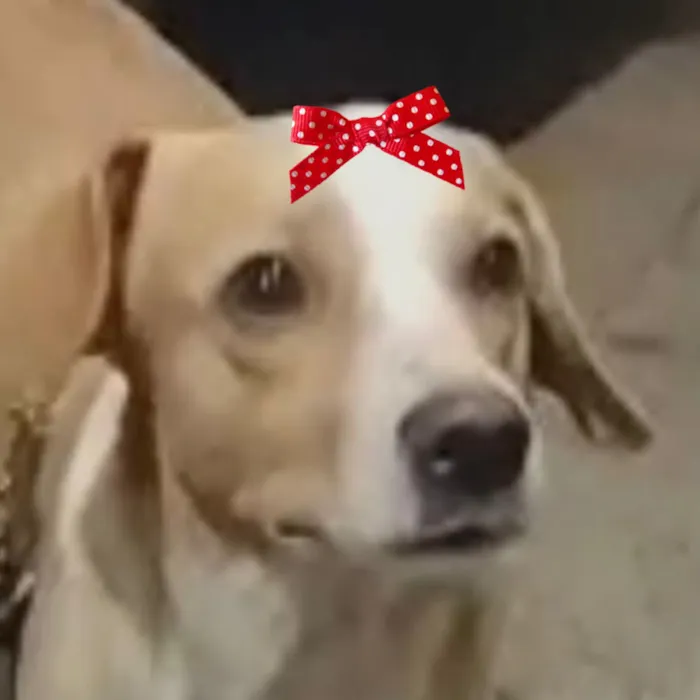 Cachorro raça SRD-ViraLata idade 1 ano nome Vitoria 