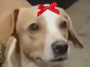 Cachorro raça SRD-ViraLata idade 1 ano nome Vitoria 