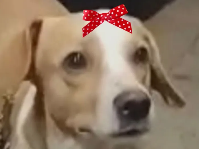 Cachorro raça SRD-ViraLata idade 1 ano nome Vitoria 