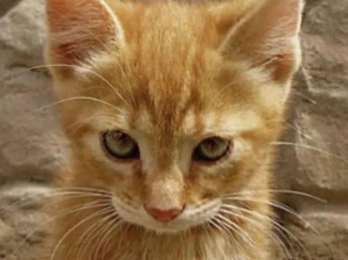 Gato raça SRD-ViraLata idade 2 a 6 meses nome Bento 