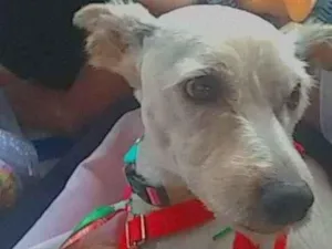 Cachorro raça SRD-ViraLata idade 5 anos nome Bento