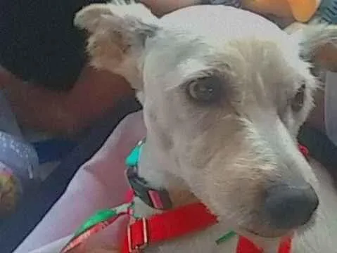 Cachorro raça SRD-ViraLata idade 5 anos nome Bento