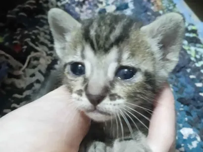 Gato raça Siamês idade 2 a 6 meses nome 1 gato macho e 4 fêmeas 