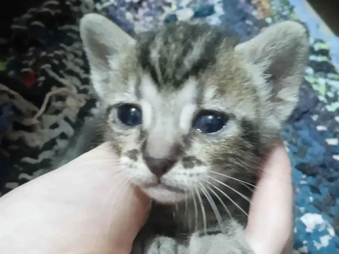 Gato raça Siamês idade 2 a 6 meses nome 1 gato macho e 4 fêmeas 