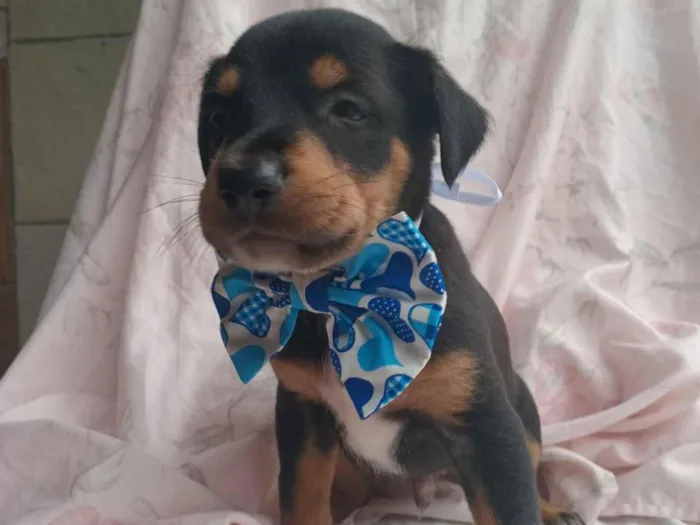 Cachorro raça SRD-ViraLata idade 2 a 6 meses nome Martin