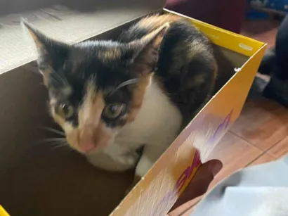 Gato raça SRD-ViraLata idade Abaixo de 2 meses nome Safira