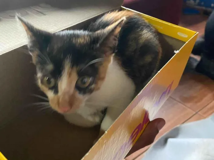 Gato raça SRD-ViraLata idade Abaixo de 2 meses nome Safira