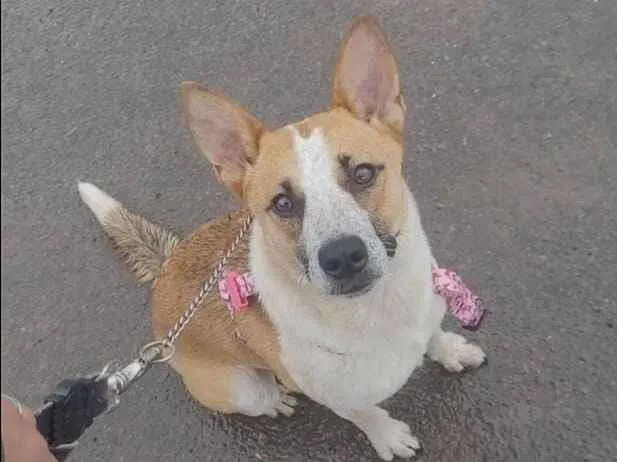 Cachorro raça SRD-ViraLata idade 1 ano nome Branquinha 