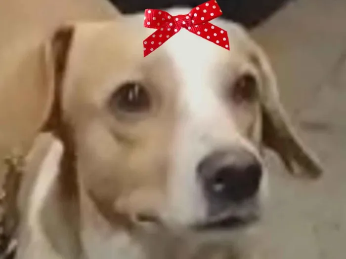 Cachorro raça SRD-ViraLata idade 1 ano nome Vitoria 