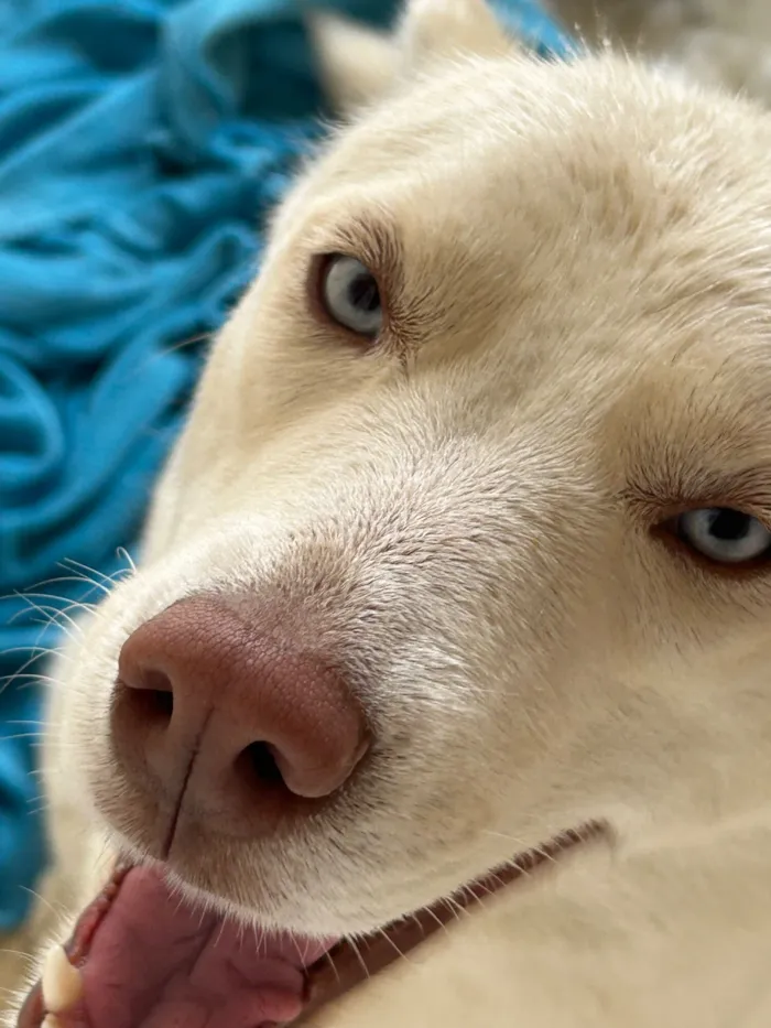 Cachorro raça SRD-ViraLata idade 1 ano nome Não sei 