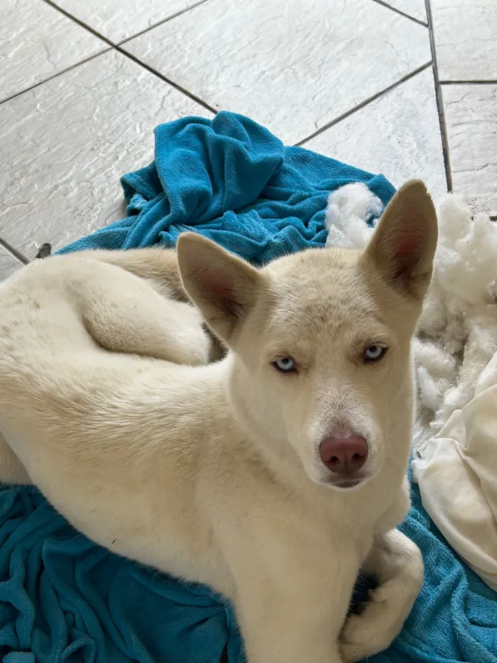 Cachorro raça SRD-ViraLata idade 1 ano nome Não sei 