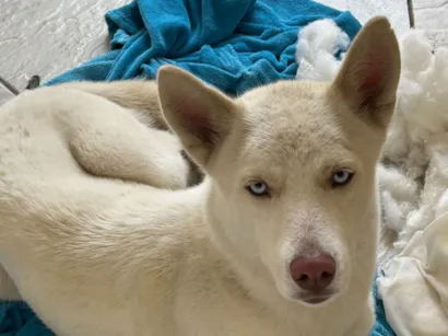 Cachorro raça SRD-ViraLata idade 1 ano nome Não sei 