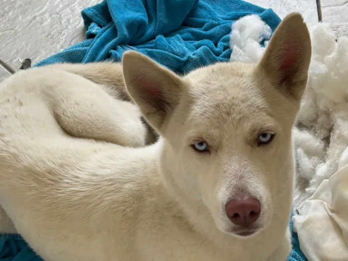 Cachorro raça SRD-ViraLata idade 1 ano nome Não sei 