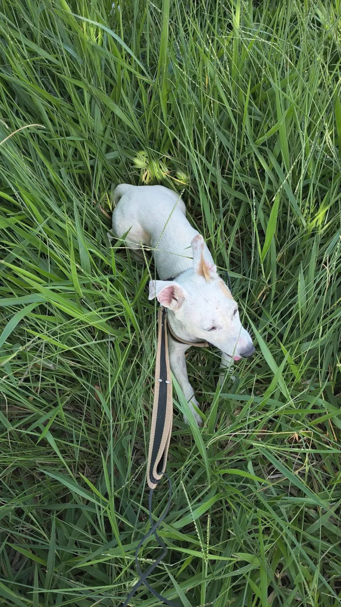Cachorro raça SRD-ViraLata idade 4 anos nome Coragem 