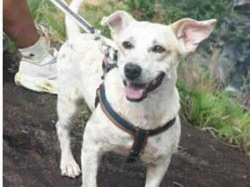 Cachorro raça SRD-ViraLata idade 4 anos nome Coragem 