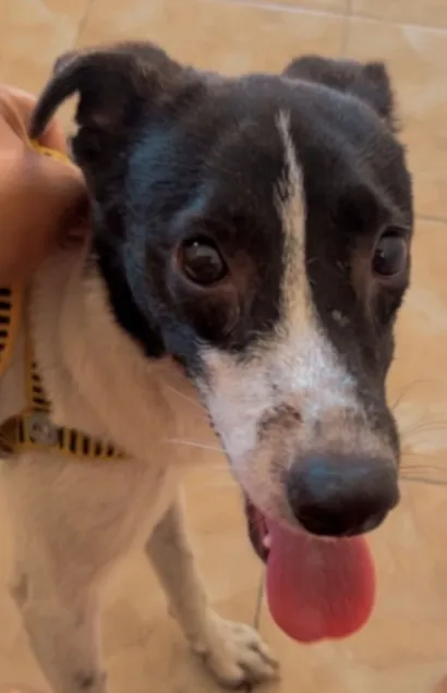 Cachorro raça SRD-ViraLata idade 7 a 11 meses nome Dudu