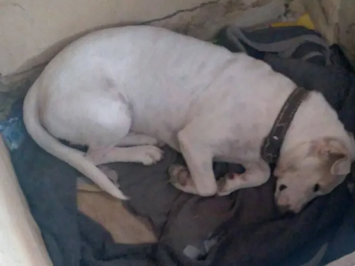 Cachorro raça SRD-ViraLata idade 4 anos nome Coragem 