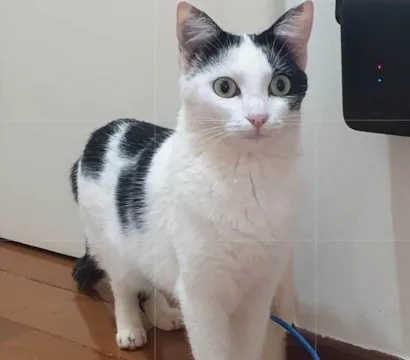 Gato raça SRD-ViraLata idade 2 anos nome Pérola, a única.