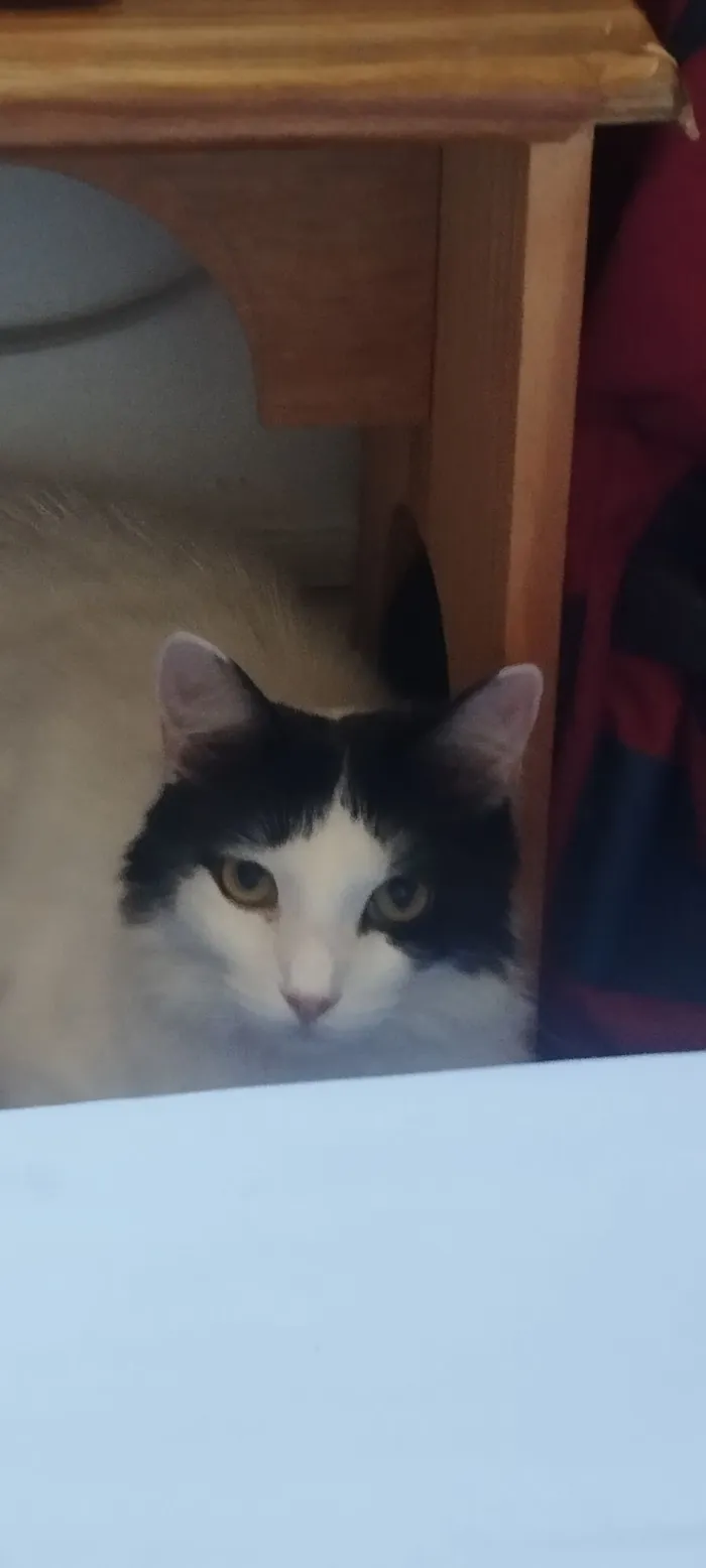 Gato raça SRD-ViraLata idade 1 ano nome Nalu 