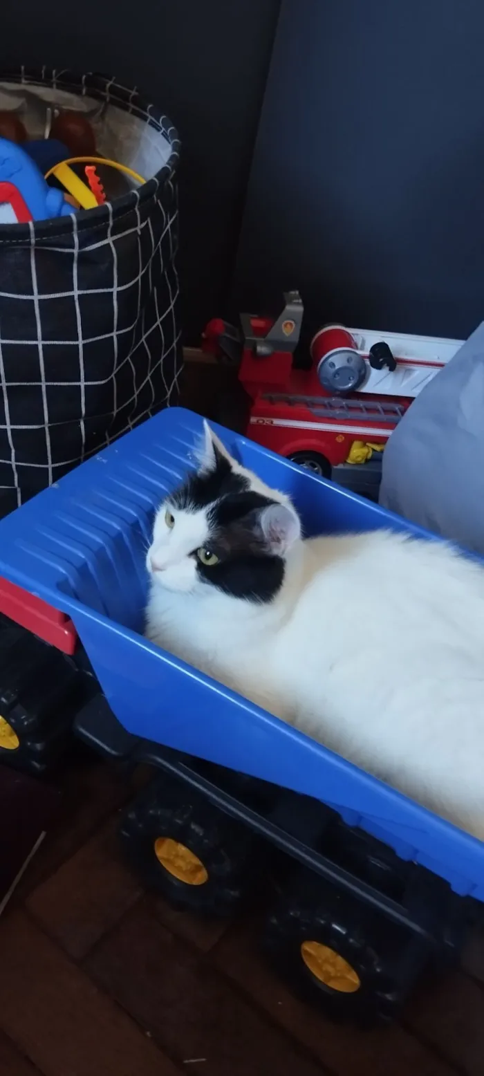 Gato raça SRD-ViraLata idade 1 ano nome Nalu 