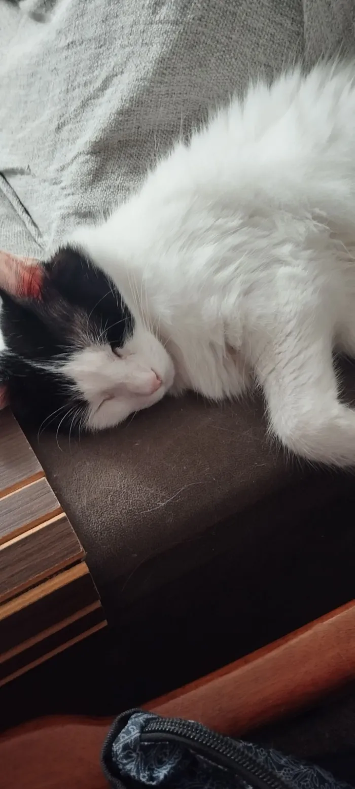 Gato raça SRD-ViraLata idade 1 ano nome Nalu 