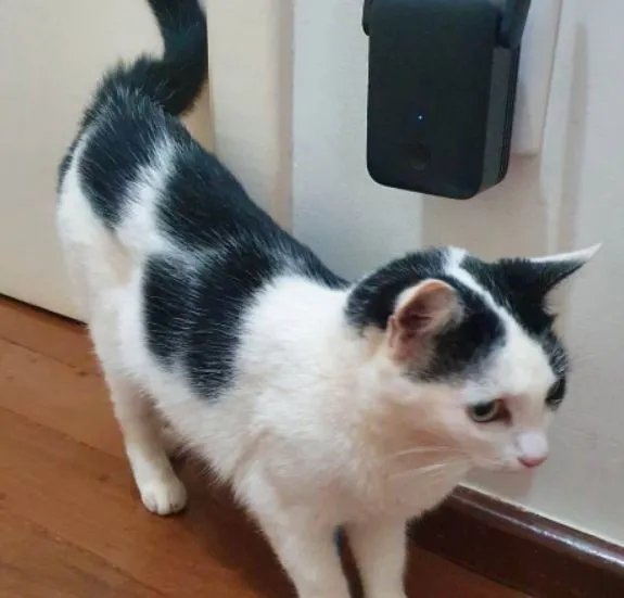 Gato raça SRD-ViraLata idade 2 anos nome Pérola, a única.