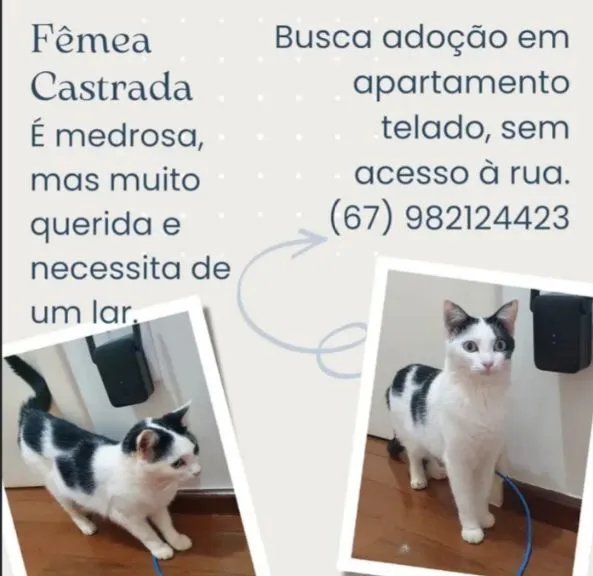 Gato raça SRD-ViraLata idade 2 anos nome Pérola, a única.