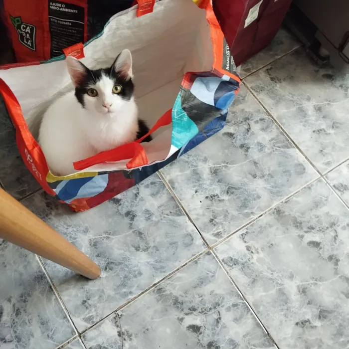 Gato raça SRD-ViraLata idade 1 ano nome Nalu 