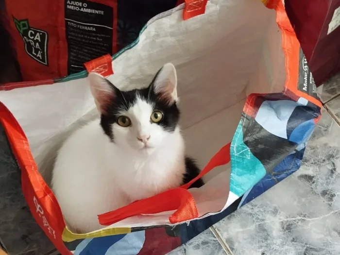 Gato raça SRD-ViraLata idade 1 ano nome Nalu 