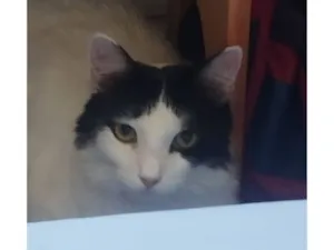 Gato raça SRD-ViraLata idade 1 ano nome Nalu 