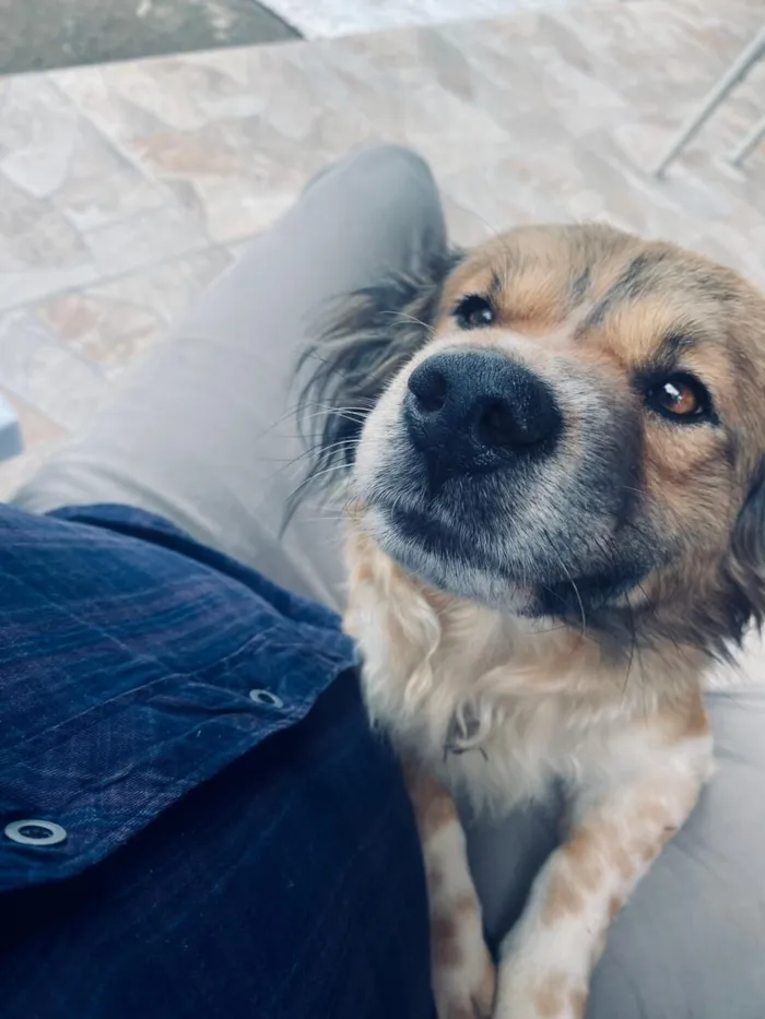 Cachorro raça SRD-ViraLata idade 4 anos nome Hachiko