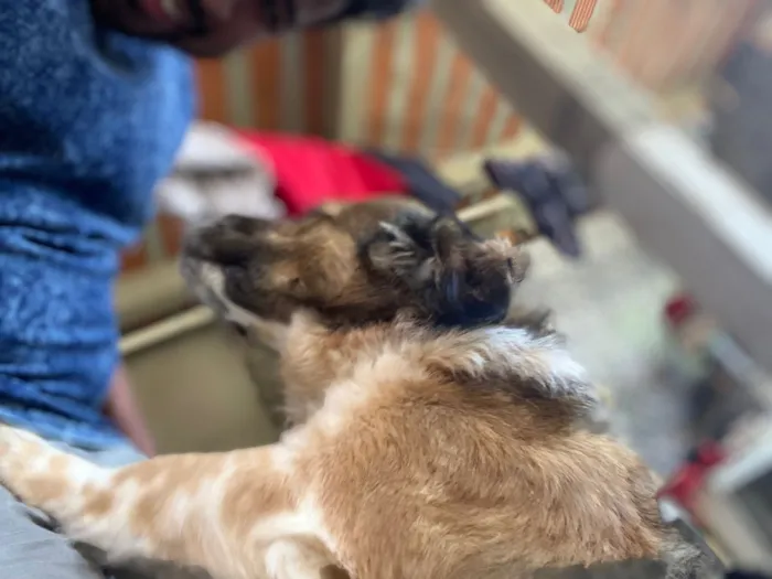 Cachorro raça SRD-ViraLata idade 4 anos nome Hachiko