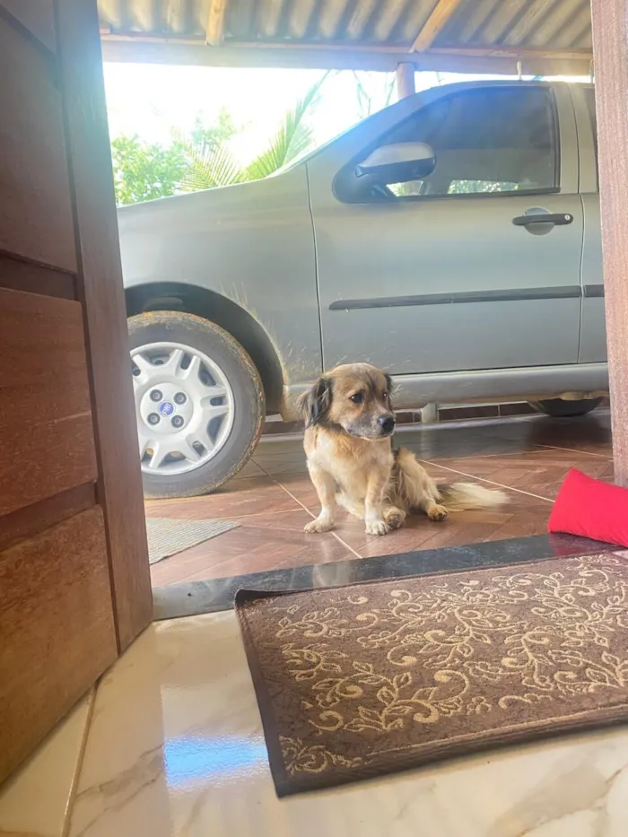 Cachorro raça SRD-ViraLata idade 4 anos nome Hachiko