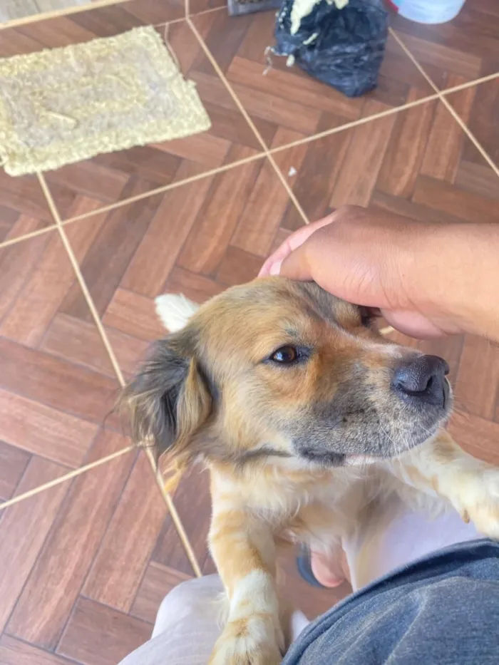 Cachorro raça SRD-ViraLata idade 4 anos nome Hachiko