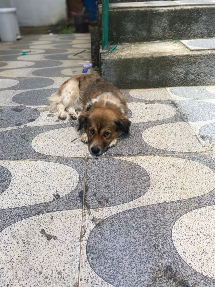 Cachorro raça SRD-ViraLata idade 4 anos nome Hachiko