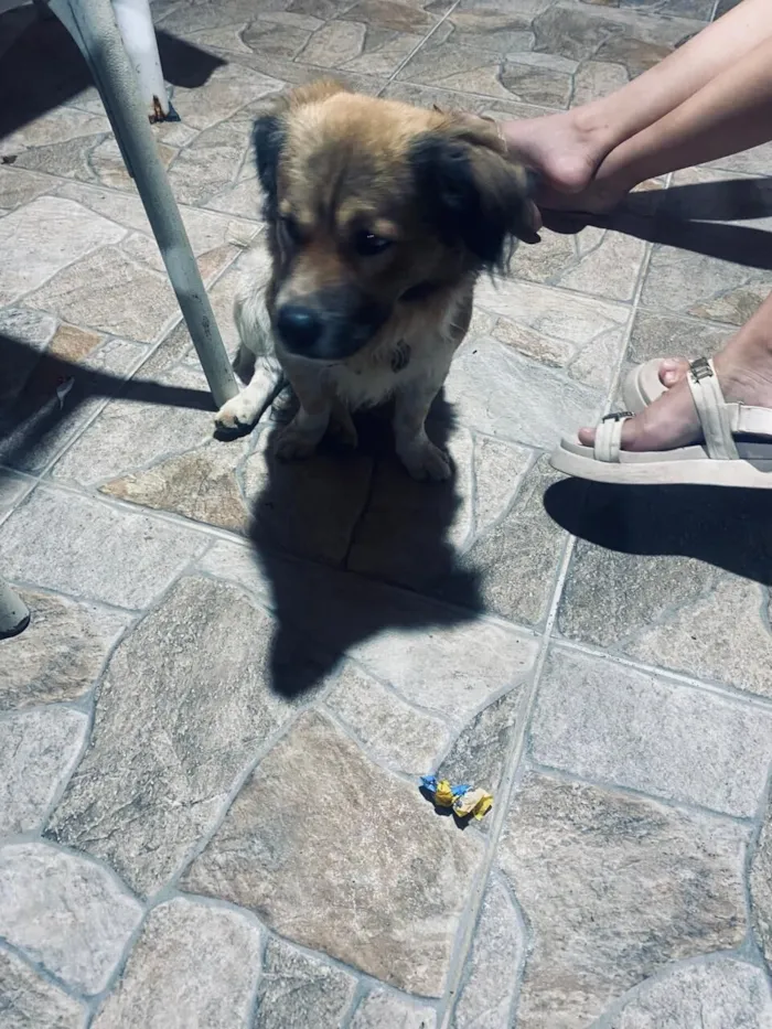 Cachorro raça SRD-ViraLata idade 4 anos nome Hachiko