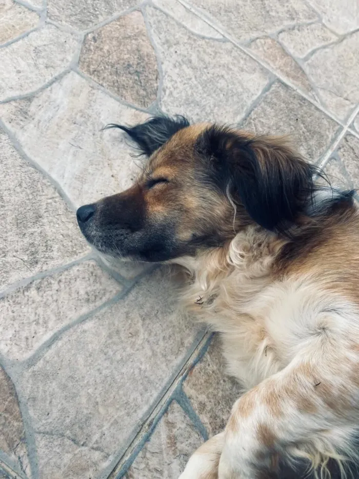 Cachorro raça SRD-ViraLata idade 4 anos nome Hachiko