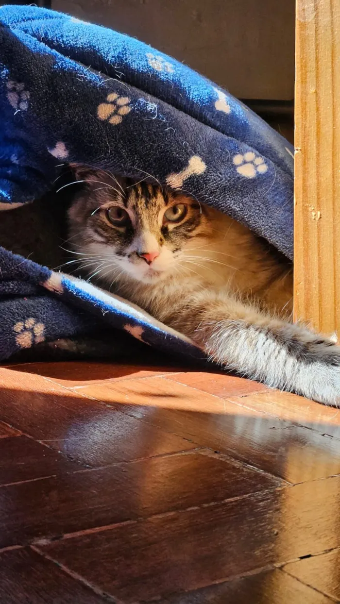 Gato raça Siamês idade 1 ano nome BLUE 