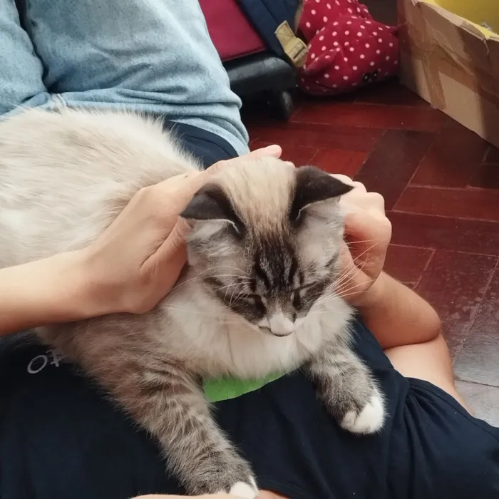 Gato raça Siamês idade 1 ano nome BLUE 