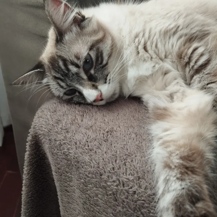 Gato raça Siamês idade 1 ano nome BLUE 