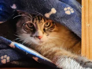 Gato raça Siamês idade 1 ano nome BLUE 