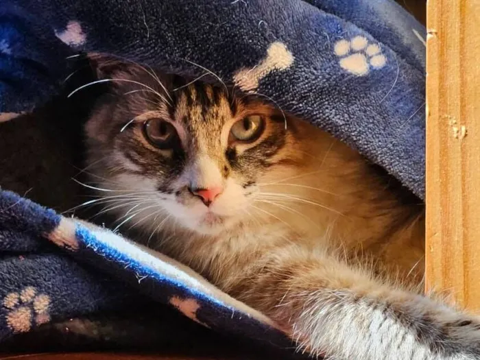 Gato raça Siamês idade 1 ano nome BLUE 