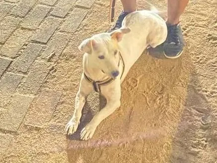 Cachorro raça SRD-ViraLata idade 4 anos nome Coragem 