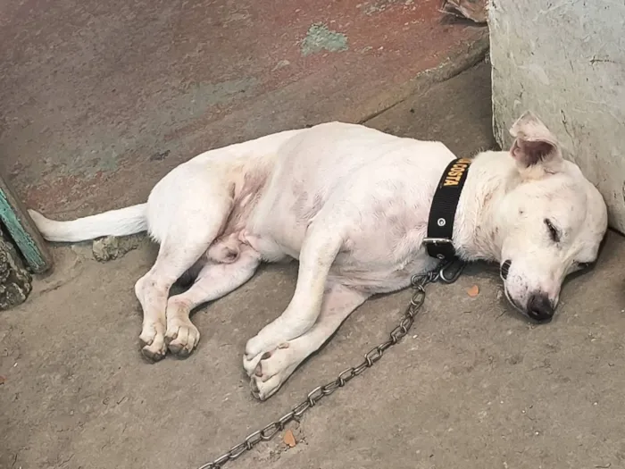 Cachorro raça SRD-ViraLata idade 4 anos nome Coragem 