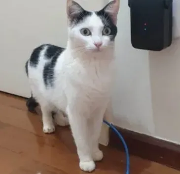 Gato raça SRD-ViraLata idade 2 anos nome Pérola, a única.